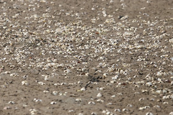 Mass shellfish kill causes farmers to suffer huge losses ảnh 6