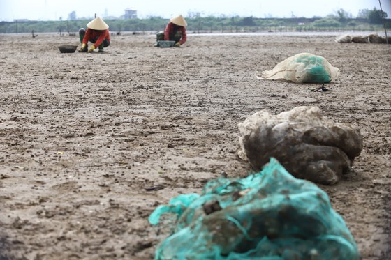 Mass shellfish kill causes farmers to suffer huge losses ảnh 8