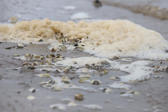 Mass shellfish kill causes farmers to suffer huge losses ảnh 9