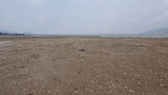 Mass shellfish kill causes farmers to suffer huge losses ảnh 11