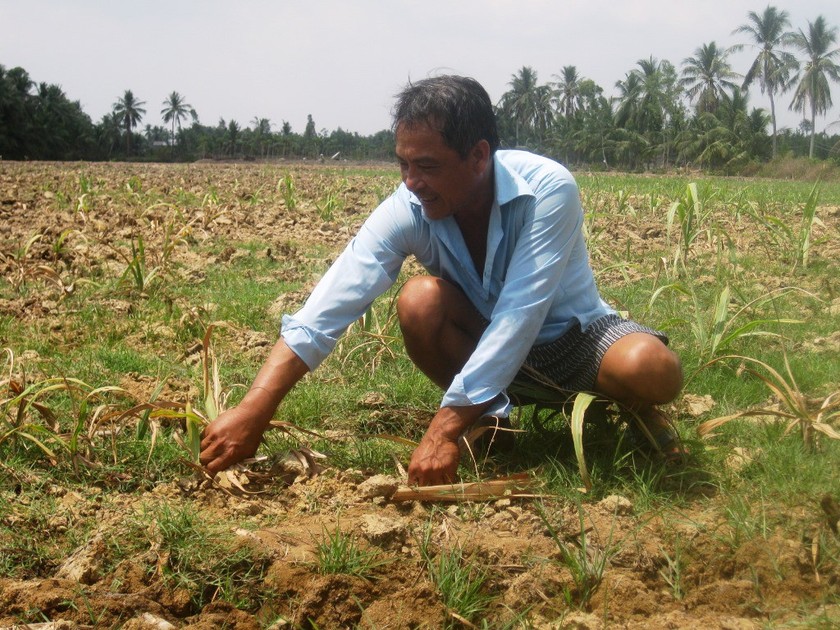Mekong Delta farmers destroy thousands of hectares of sugarcane ảnh 1