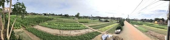 Hoi An’s Tra Que Vegetable Village welcomes first New Year visitors ảnh 1