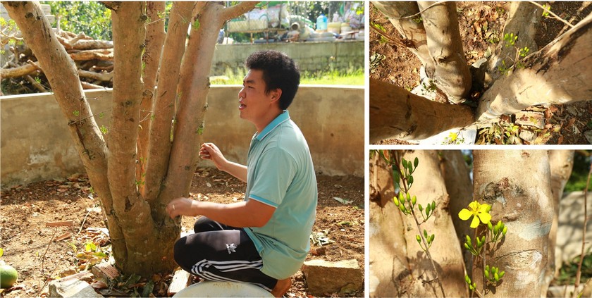 Giant ancient yellow apricot tree blooming on Tet ảnh 2