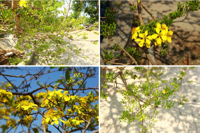 Giant ancient yellow apricot tree blooming on Tet | Photo ...