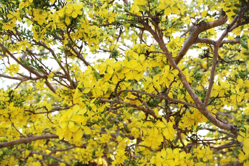 Giant ancient yellow apricot tree blooming on Tet | Photo Gallery