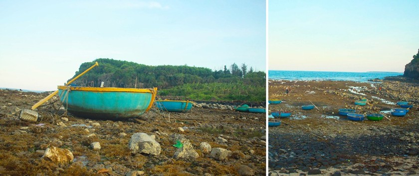 Quang Ngai provides tourists amazing view of nearshore spectacular coral reef ảnh 13