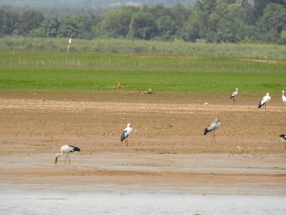 It is the first time that a large number of rare birds have flocked to the reserve.