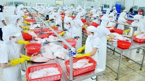 Workers make seafood to export to the US (Photo: SGGP)