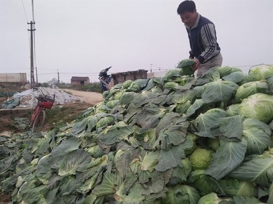 Piles of cabbage are seen in Nghe An Province (Photo: SGGP)