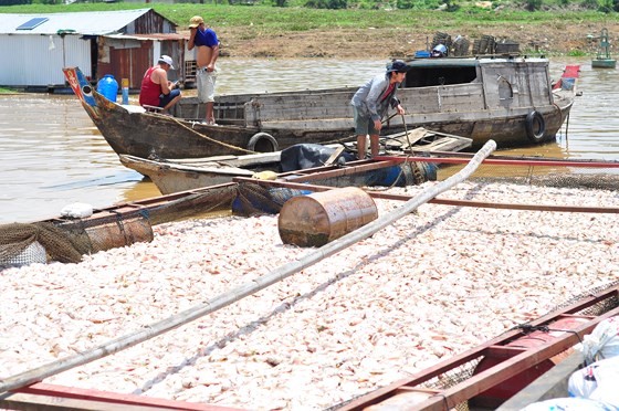 Gov’t to support fish breeders in La Nga river