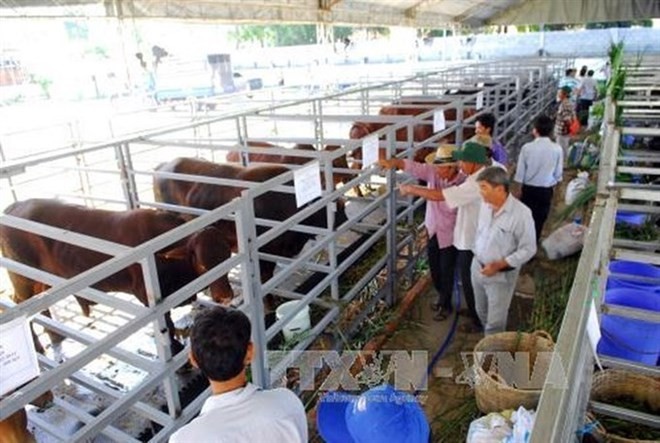Modern farming co-operatives are needed to achieve a breakthrough in restructuring agriculture in HCM City and raising the incomes of farmers. (Photo: VNA)