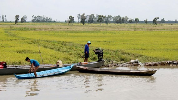 Flood submerges paddy fields, crops in Mekong delta