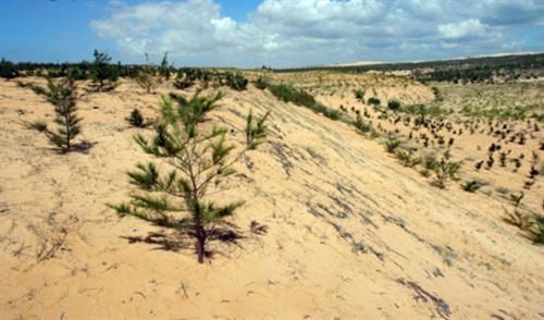 ‘Dead land’ replaced with greenery in Binh Thuan
