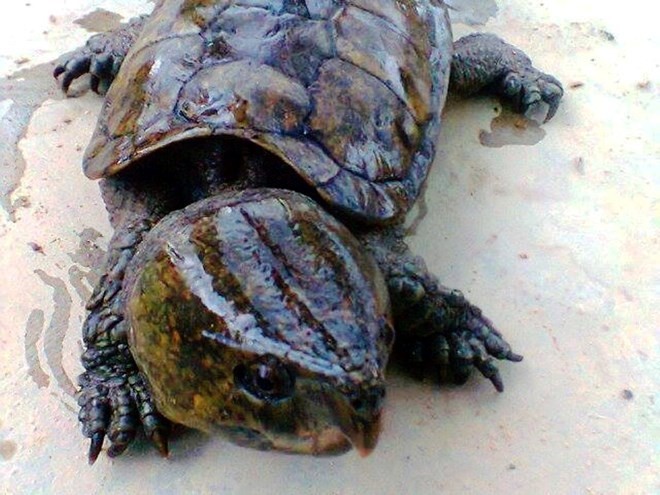 Big-headed turtles (Platysternon megacephalum) are among endangered species subject to the highest protection level under Vietnamese and international law (Photo: Education for Nature-Vietnam)