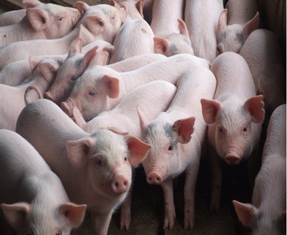 African swine fever not cause for pig death in Vietnam’s north