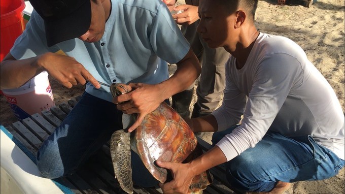 Le Chien (right) helps rescue a sea turtle on a beach in Da Nang (Photo: VNA)