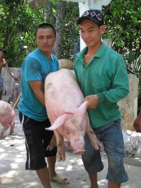 Mekong delta tightens transportation of pigs in border crossings