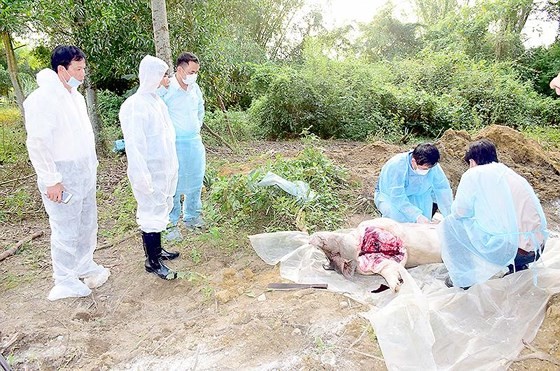 Scourge of African Swine Fever investigated
