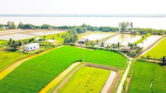 A paddy field in Chau Thanh District in Tra Vinh Province in the Mekong Delta (Photo: SGGP)