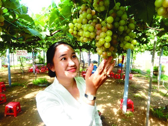 Thuy shares that vines seem to be suitable to climate in the Mekong Delta so it has more sugar than other region (Photo: SGGP)