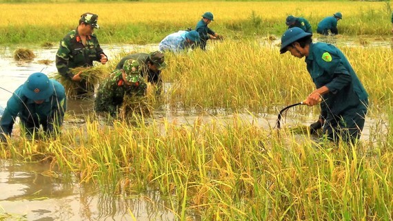 Soldiers help farmers on the field during early harvest to cut losses (Photo: SGGP)