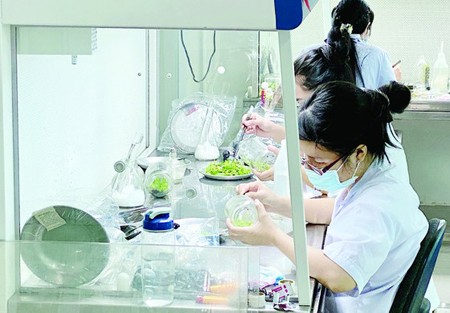 Young engineers working in the HCMC Biotechnology Center. (Photo: SGGP)