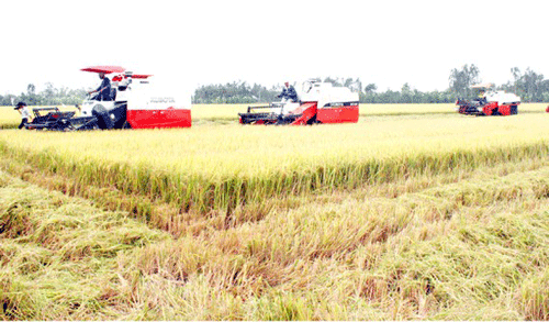 Farmers in the Mekong Delta harvest rice (Photo: SGGP)
