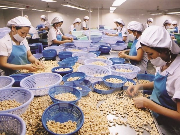 Processing cashew nuts for exports (Photo: VNA)