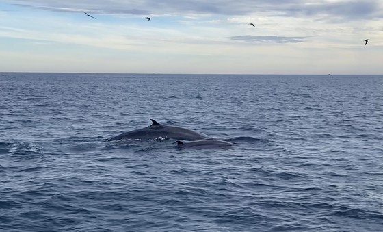 Seven blue whales caught to find feed near Binh Dinh coast ảnh 3 Seven blue whales caught to find feed near Binh Dinh coast ảnh 3