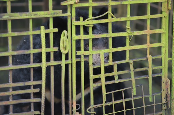 AAF rescues bear kept in captivity since 2003 ảnh 1 AAF rescues bear kept in captivity since 2003 ảnh 1