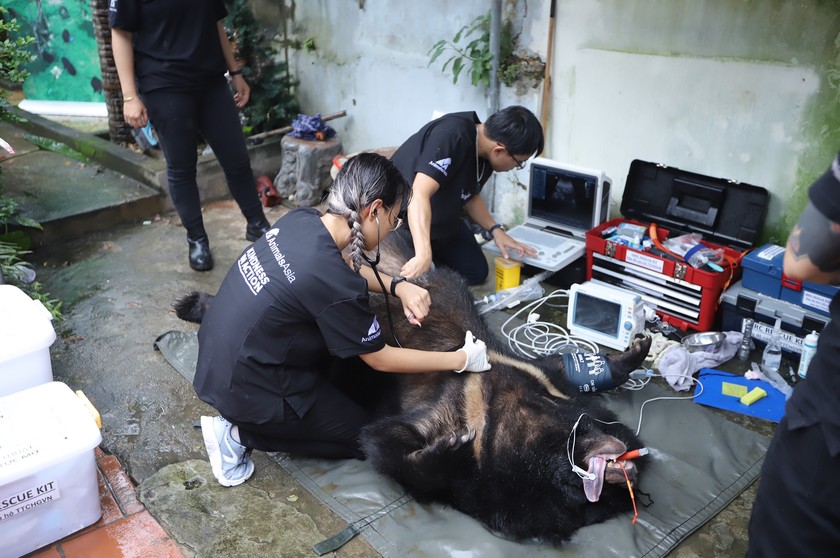 AAF rescues bear kept in captivity since 2003 ảnh 2 AAF rescues bear kept in captivity since 2003 ảnh 2