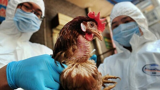 Bird flu virus found in three flocks of ducks in Quang Ngai Province ảnh 1 Bird flu virus found in three flocks of ducks in Quang Ngai Province ảnh 1
