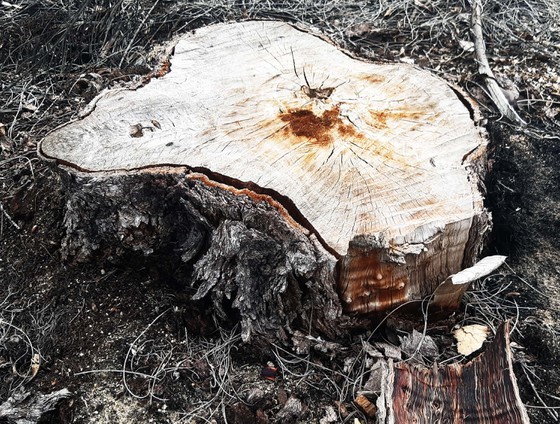 More than 140 hectares of forest destroyed in Binh Dinh ảnh 1
