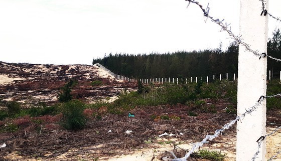 More than 140 hectares of forest destroyed in Binh Dinh ảnh 2