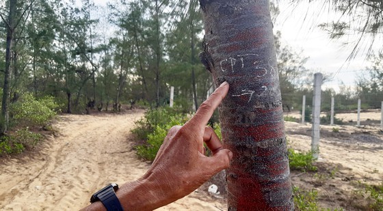 More than 140 hectares of forest destroyed in Binh Dinh ảnh 3