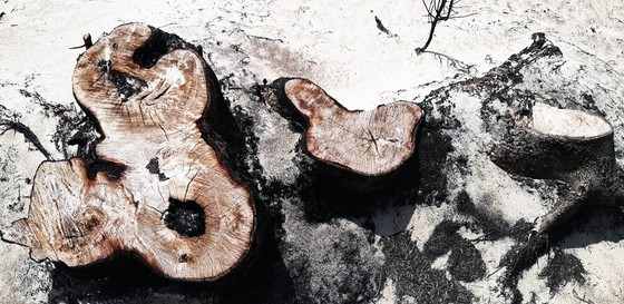 More than 140 hectares of forest destroyed in Binh Dinh ảnh 4