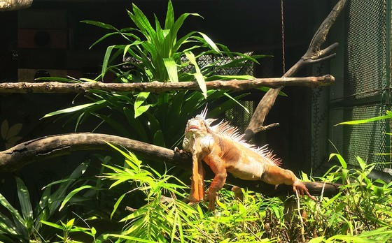 Saigon Zoo & Botanical Gardens, familiar destination during summer ảnh 8