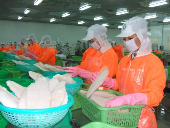 Workers at a pangasius fish processing plant in the Mekong Delta. The fish export slightly increased in the first five months this year (Photo: SGGP)