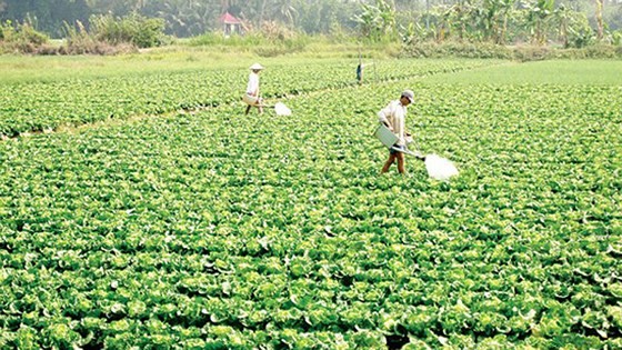 A vegetable field of Tan Binh vegetable and fruit cooperative, Vinh Long province (Photo: SGGP)