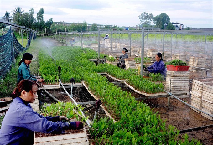 Workers nurse seedlings at Nguyen Hanh Plantation Service Company in the central province of Binh Dinh. (Photo: VNA/VNS)