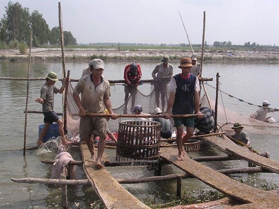 Pangasius fish price substantially goes up in Mekong Delta (Photo: SGGP)