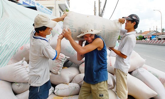 Workers transport rice bags to a milling plant in the Mekong Delta (Photo: SGGP)