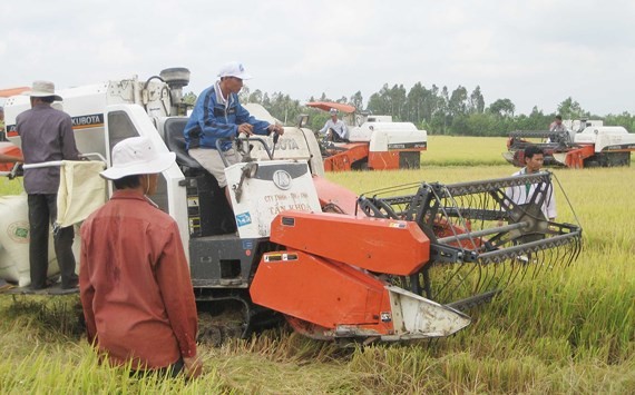 Farmers harvest winter spring rice in the Mekong Delta (Photo: SGGP)