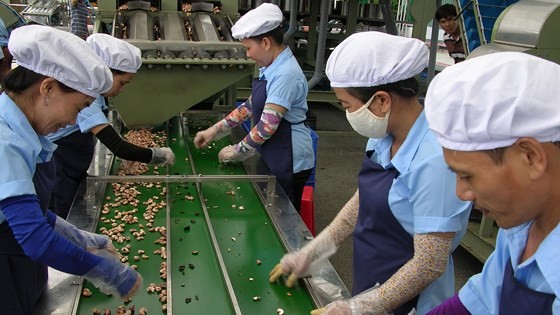 Workers process cashew nuts at a cashew plant. (Photo: SGGP)