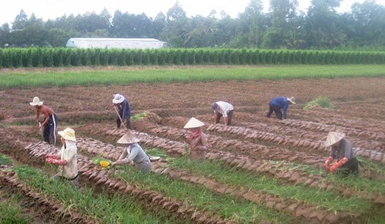 Farmers in Vinh Long shift to grow fast growing crop for higher economic results. (Photo: SGGP)