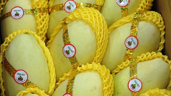 The first batch of mangoes in An Giang province has been exported to the US (Photo: SGGP)