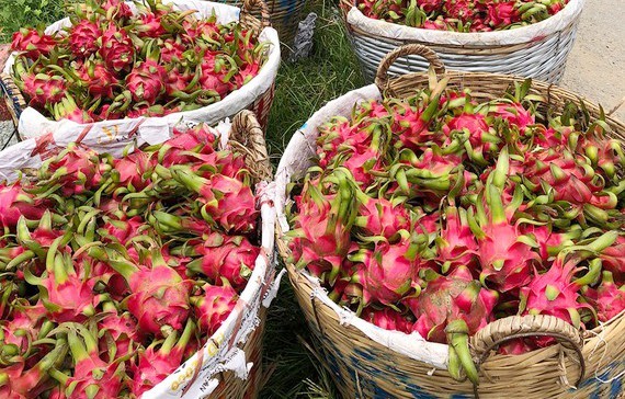 Long An exports 50 tons of dragon fruit by sea a day