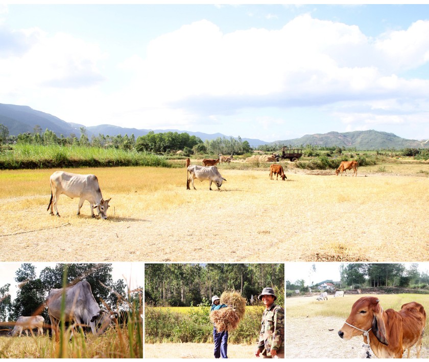 Farmers struggle with drought, water shortage in Central region ảnh 2
