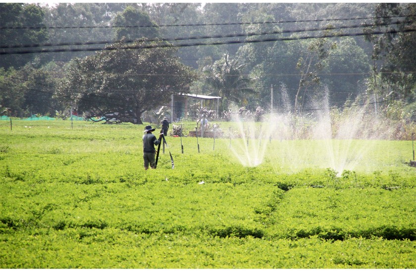 Farmers struggle with drought, water shortage in Central region ảnh 14
