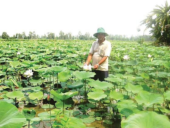 Local farmers plant lotus at rice field on the flood season